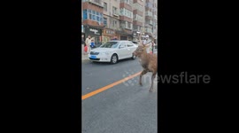 Local residents helping hungry sika deer straying into city in Dalian, China