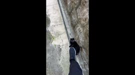 My crazy feral cat neighborhood: what I see when I leave my home