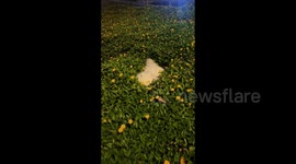 Adorable Samoyed Plays Hide and Seek with Owner in China