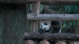 A Giant Panda Plays at Chongqing Zoo, China