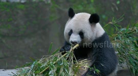A Giant Panda Eats Bamboo at Chongqing Zoo, China