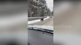 Two brown bears take easy road to avoid deep snow in forest