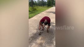 Kind motorcycle rider rescues motionless loris lying on road