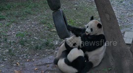 Wholesome footage show giant pandas frolicking at zoo in China