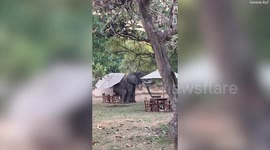 Mischievous elephant spotted enjoying table for one