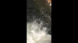 Lac Ontario Salmon sanctuary spot #1