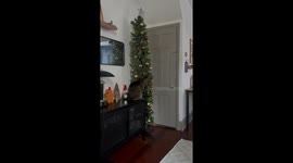 Cat-mas chaos: Cleo's ornament mischief caught on camera