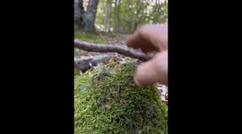 Unique discovery: Boletus Pinophilus revealed by tapping green growth