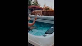 Brave Puppy Jumps Into Hot Tub
