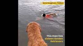Swimming with Golden Retrievers