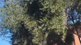 US: At Least 3 Victims Dead After Shooting At University Of Nevada – Las Vegas 2