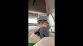 Glum pet cat endures windy camping holiday in tent