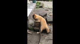 Playful pandemonium: Roki and Oyen's hilarious monkey-cat showdown in Central Bangka