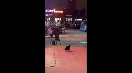 Wholesome moment cat trying to catch snowflakes goes viral