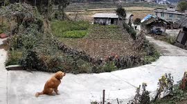 Pet dog walks three miles back home and howls to empty house
