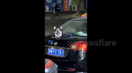 Man cuts hole in car trunk for Husky to prevent vehicle damage in China