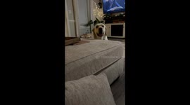 Service Dog Alerts To High Readings In Sleep