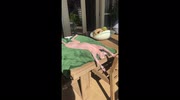 temp