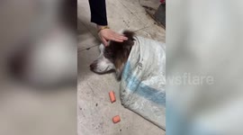 Woman rescues  injured Border Collie that was sold to butcher shop