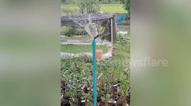 Baby python emerges from woman's garden sprinkler