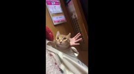 Tabby cat's ears fold outward while sitting in cloth bag