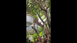 Challa's tranquil treetop nap: Bali bliss