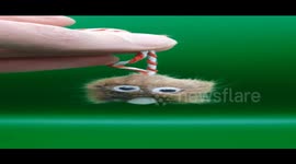 ‘I’m a bad taxidermist – this Christmas I’ve made baubles from DEAD CHICKS and rat skin ornaments’