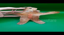 ‘I’m a bad taxidermist – this Christmas I’ve made baubles from DEAD CHICKS and rat skin ornaments’