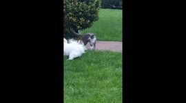 I was at my friends house and his little dog was annoying his cat and he didn't gice her peace