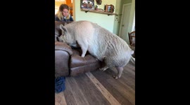 This Is Rootie's Recliner