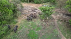 group of elephants are chasing dogs away
