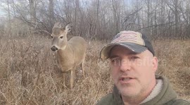 White-tailed Deer Loves Shakespeare