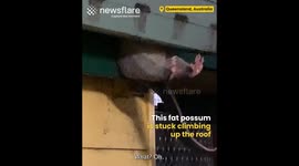 Chubby Possum gets Stuck