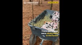 Day Old Baby Piglets Caught on Camera