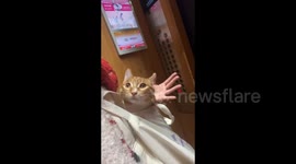 Owner Plays With Cat's Ears in Xinzhou, China