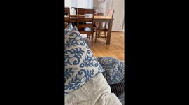 Stolen Muffins Stashed Around House