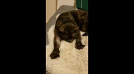 Cat does biscuits on a sheepskin, his favorite thing since he was a kitten!