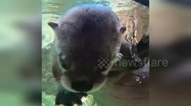 Playful Otter's Graceful Swimming in Milwaukee County Zoo, USA