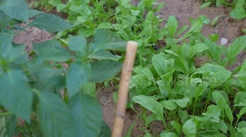 Carbon removal technology is presented in Dubai, UAE