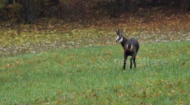 Video về Sơn dương, Động vật hoang da, Thú vật
