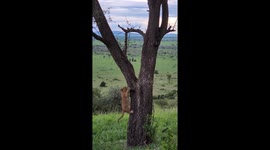 Playful lion cubs collaborate in tree climbing adventure