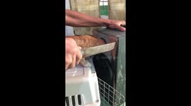 Saving an Orange Kitten With its Head Trapped in a Box