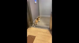 Adorable Multicolored Cat Takes Ride in Elevator