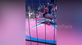 Circus slammed as children are placed on tiger's back for photos