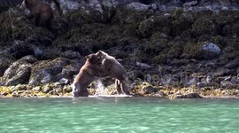 Tourists stunned by epic grizzly bear fight over female attention
