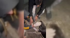 Gaza Dog Gets Medical Care For Bomb Injuries in Gaza