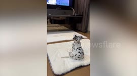 Dalmatian puppy captivated by '101 Dalmatians' Disney film shown on TV
