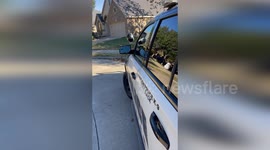 Bird Plays with Reflection on Police Car in Fulshear, USA
