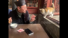 Daoist Offers Money to Curious Stray Cat in Chengdu, China
