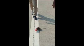 Rat head stucks in empty ice cream container, police rescued rat from container